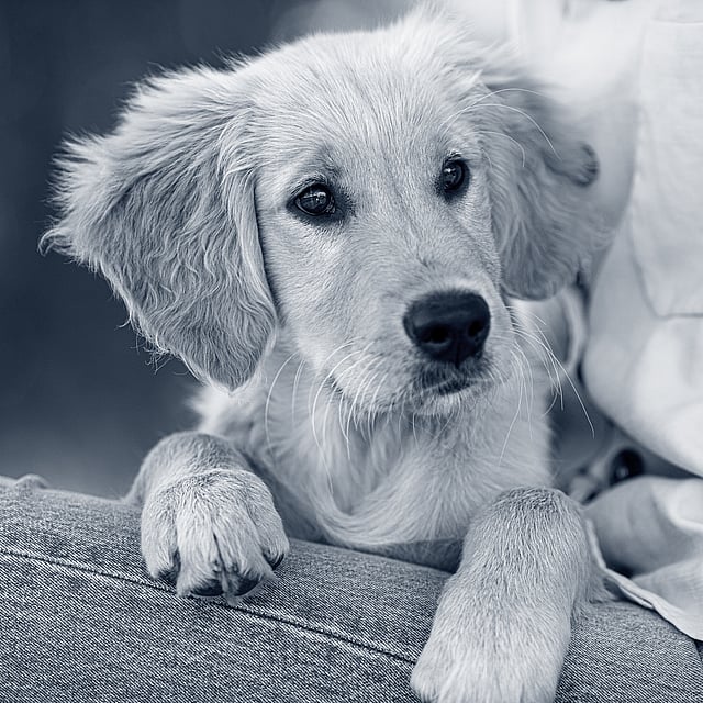 Solution de réhydratation pour chien, faite maison