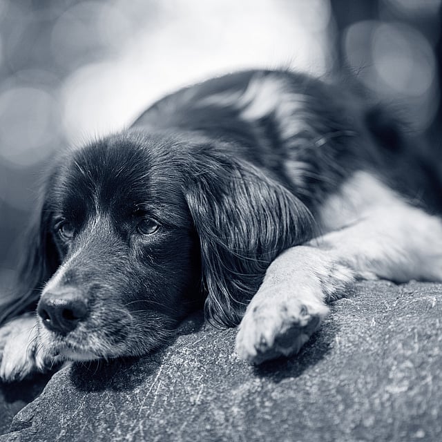 Un chien allongé sur un rocher.