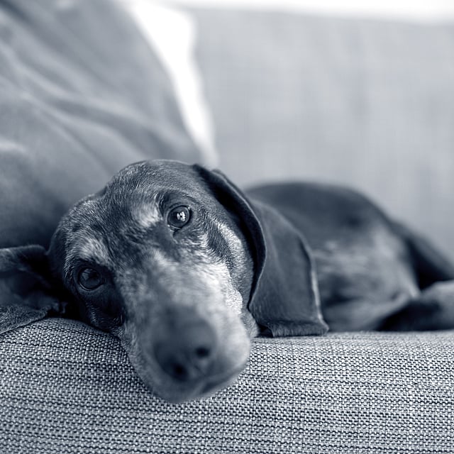 Prévenir l'obésité chez son chien