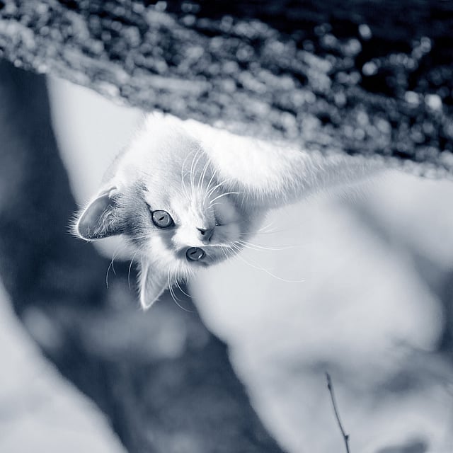 Vomissements et diarrhée aigus chez le chat