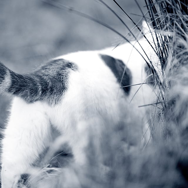 Constipation chez le chat