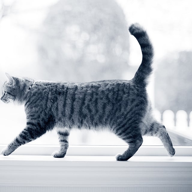 Poux chez le chat