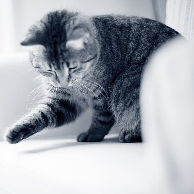 Détartrage du chat