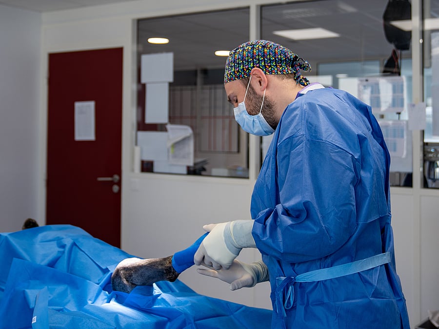 TPLO chien clinique vétérinaire AniCura TRIOVet à Rennes