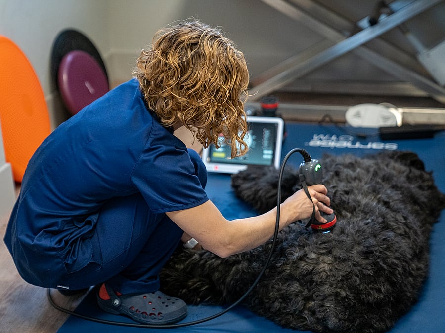 Dr. Vet. Jacquemin Bietrix vétérinaire en physiothérapie et rééducation fonctionnelle à la clinique vétérinaire AniCura TRIOVet à Rennes