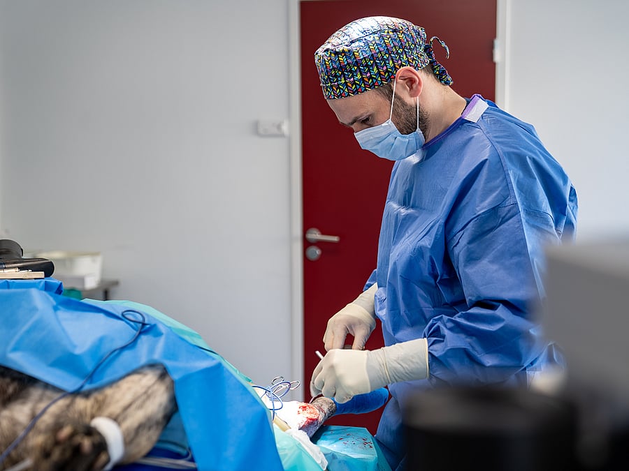 Dr. Vet. Alexandre Caron spécialiste en chirurgie à la clinique AniCura TRIOVet à Rennes