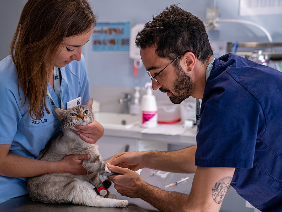 Dr. Vet. Sapet assistant d'imagerie à la clinique AniCura TRIOVet à Rennes