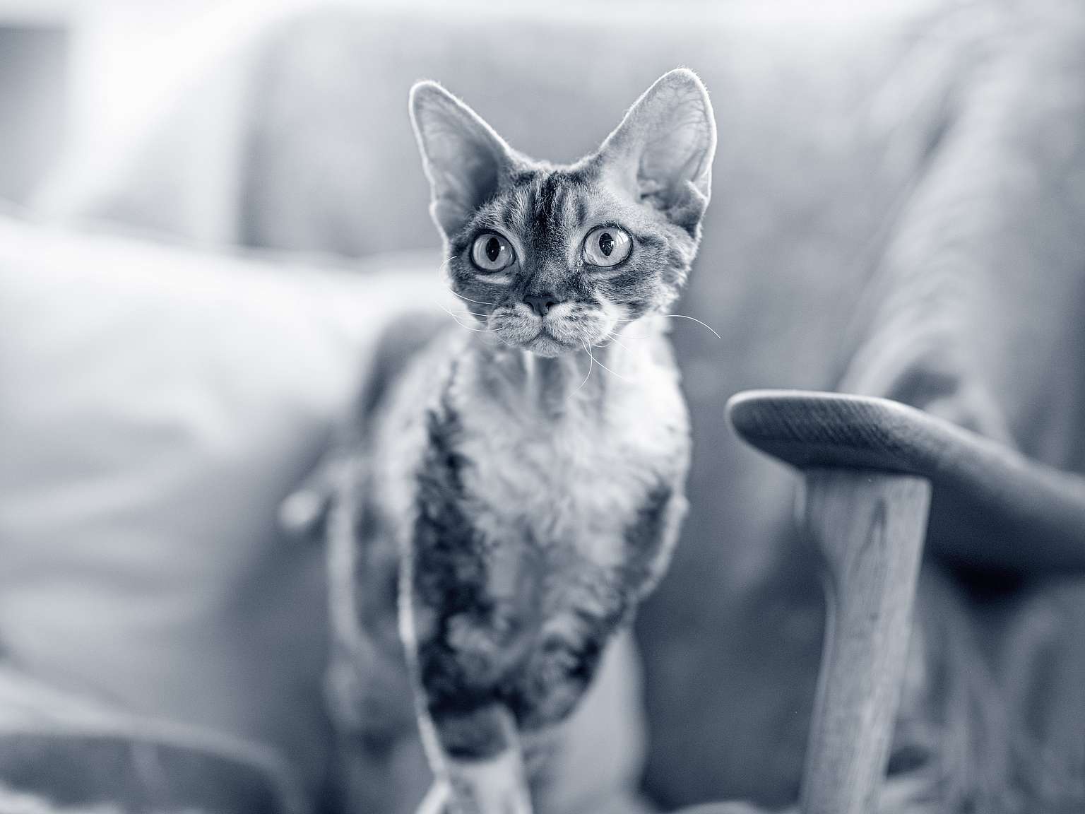 Devon Rex