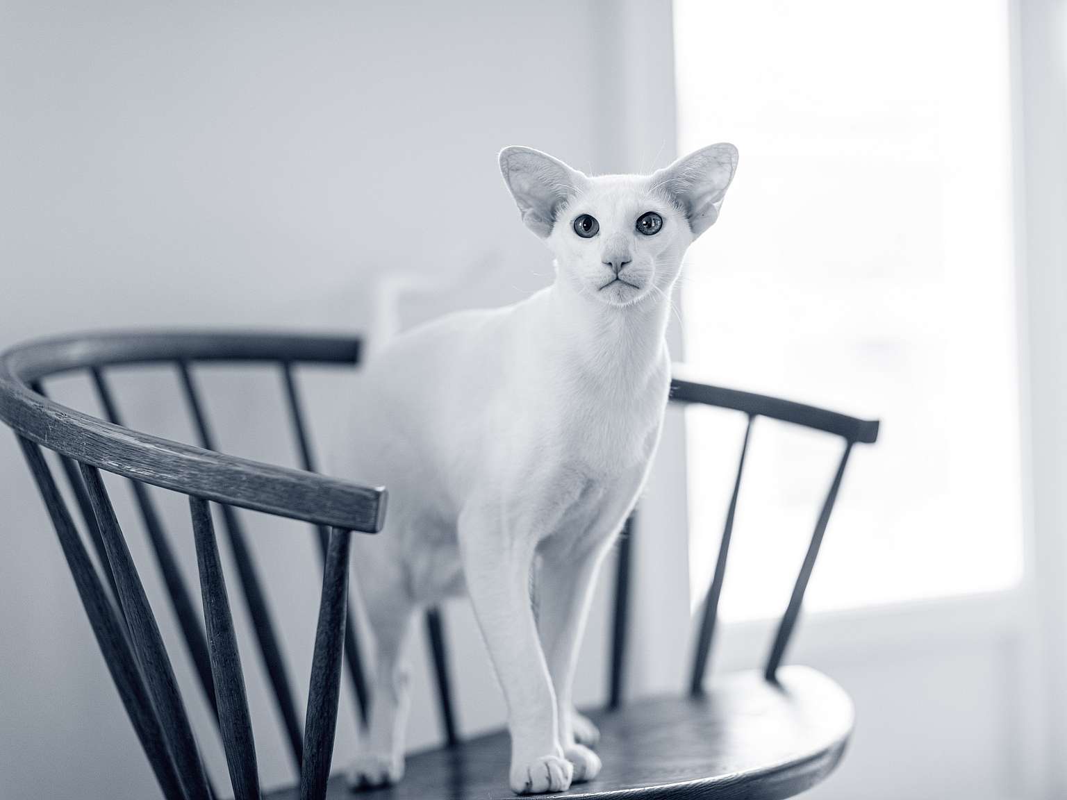 chat oriental