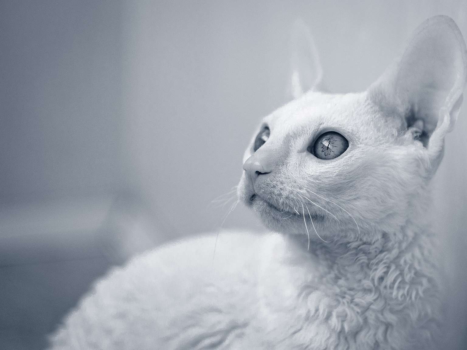 Cornish Rex