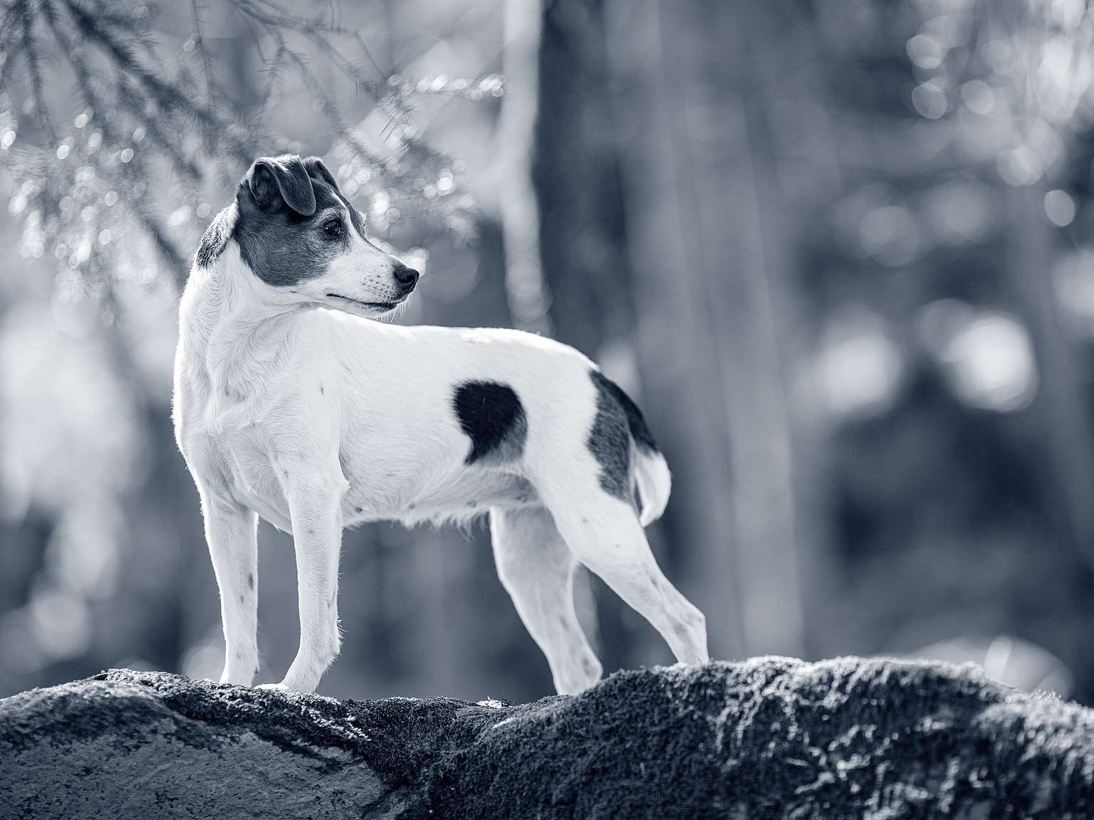 Chien de Ferme Dano-Suédois