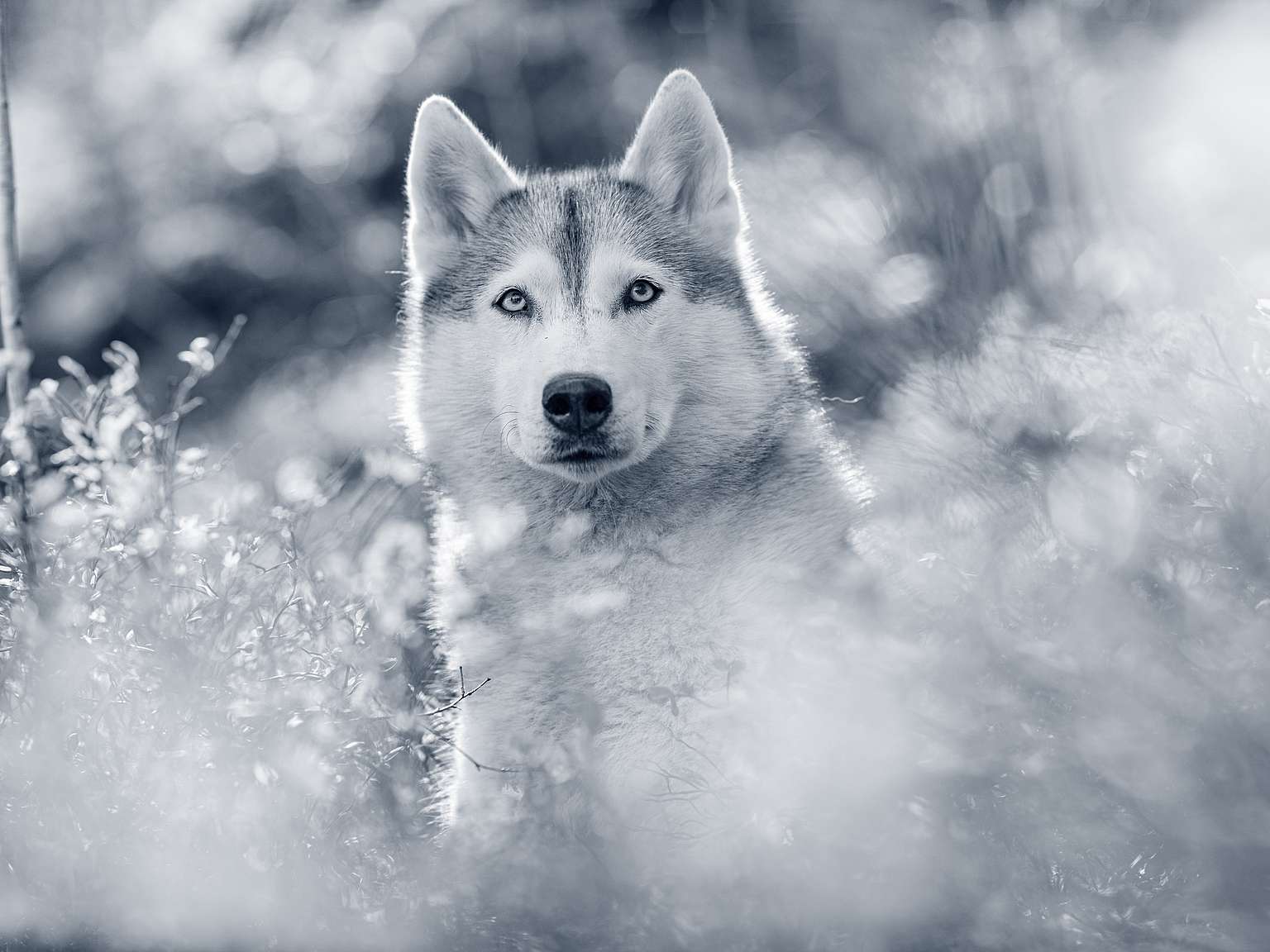 Husky de Sibérie