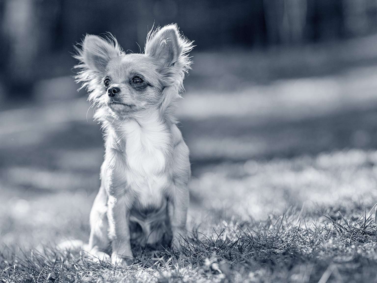 Chihuahua