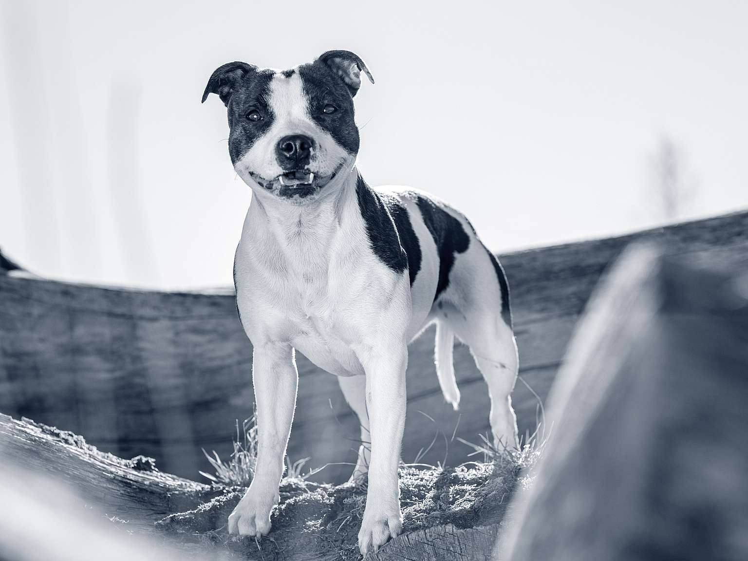 Staffordshire Bull Terrier