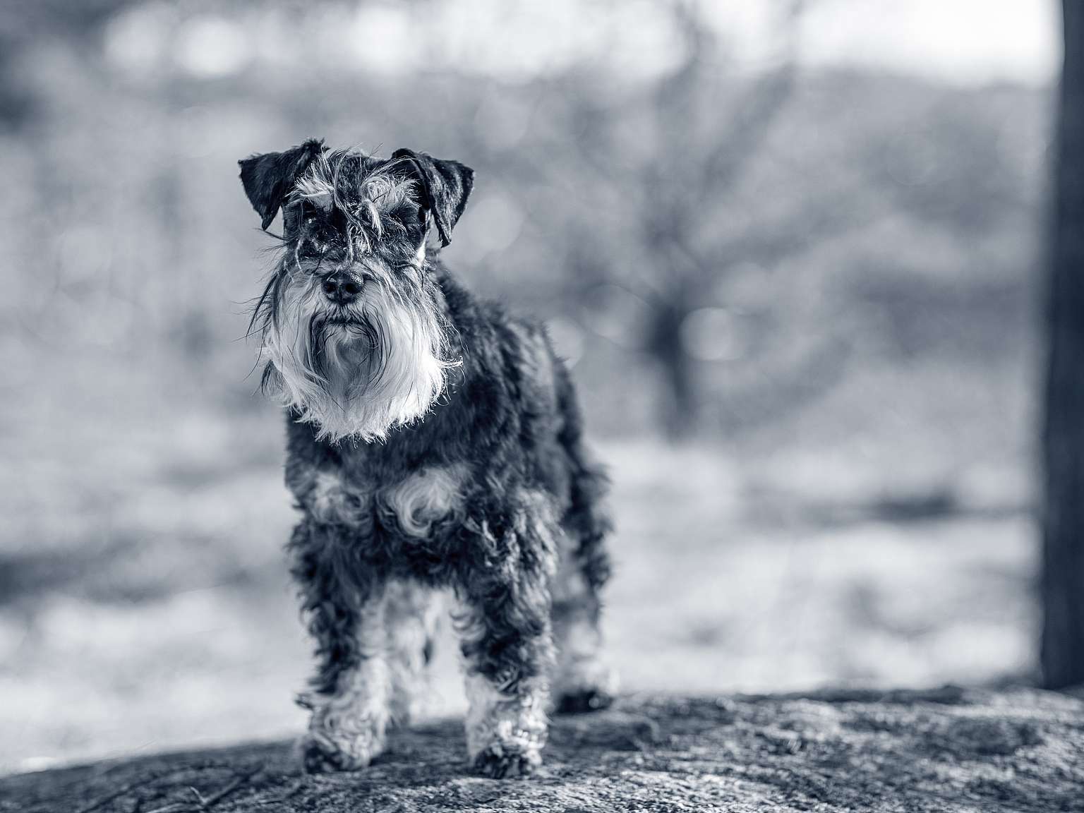 Schnauzer Nain