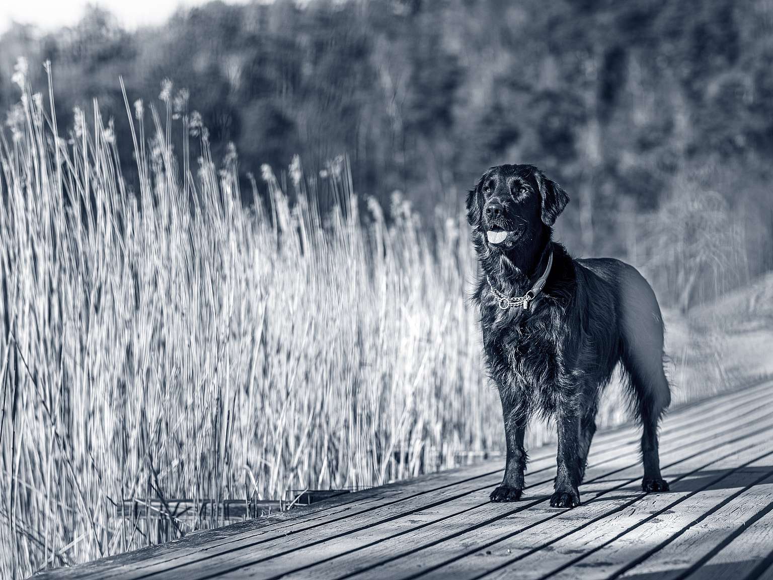 Retriever à Poil Plat