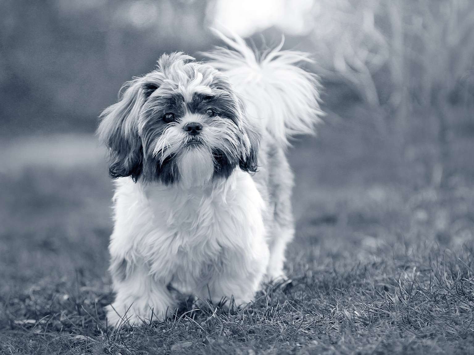 Shih Tzu