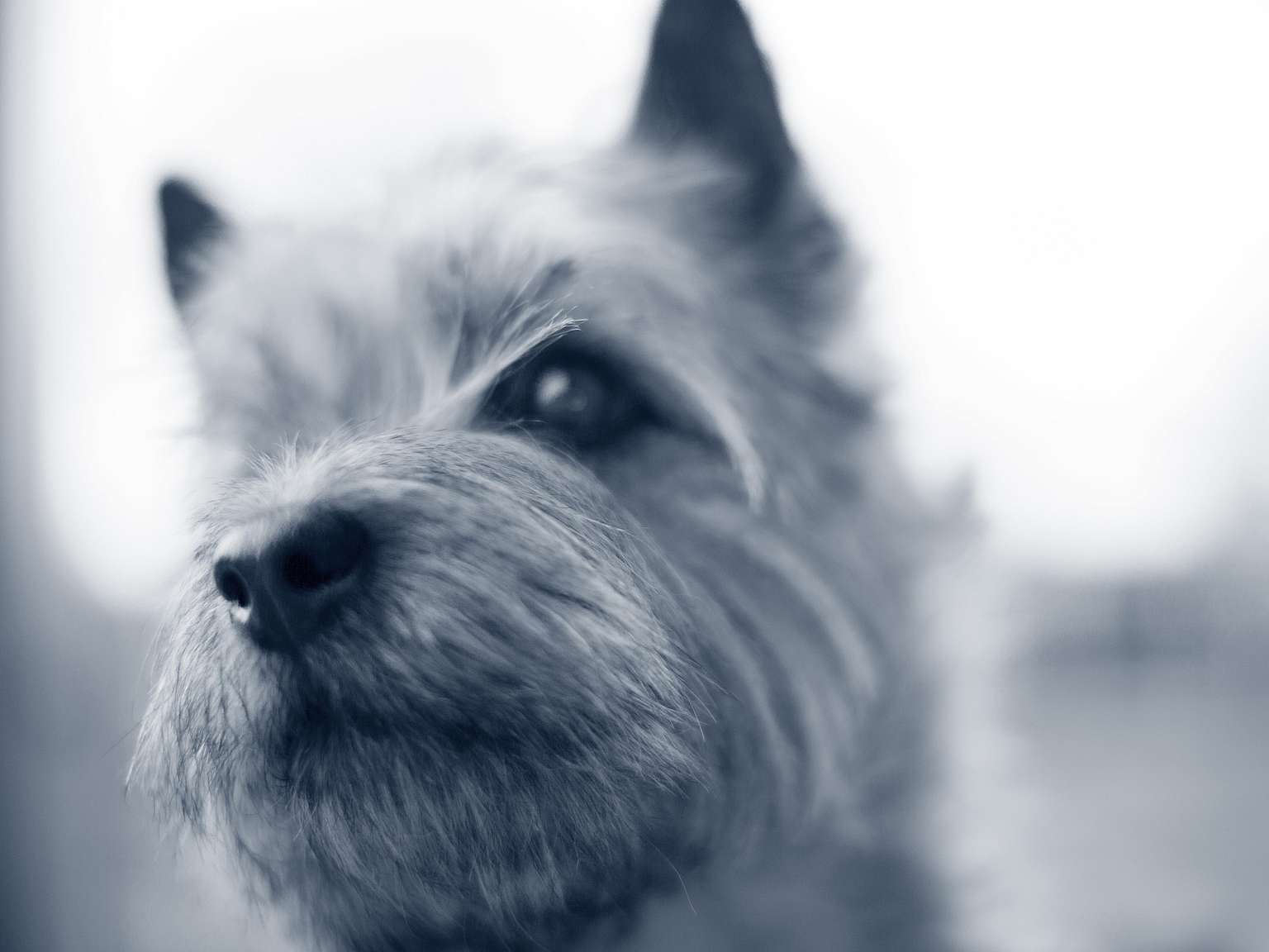 Cairn terrier