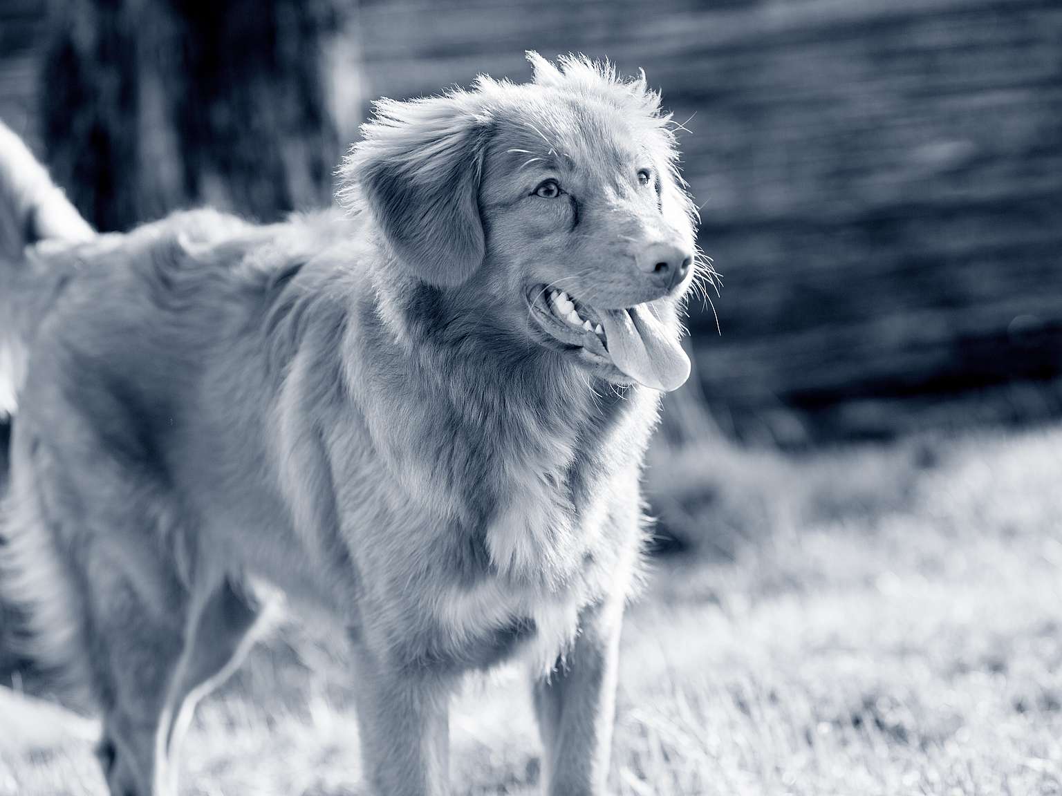 Retriever de la Nouvelle-Écosse