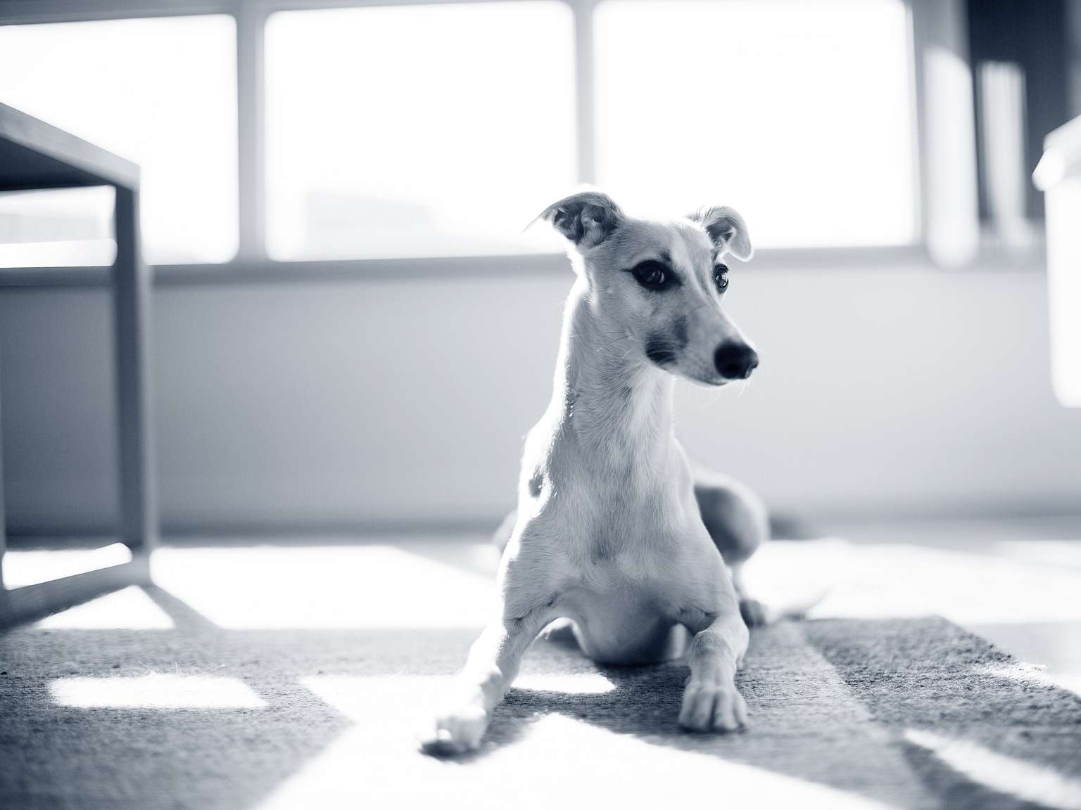 Whippet