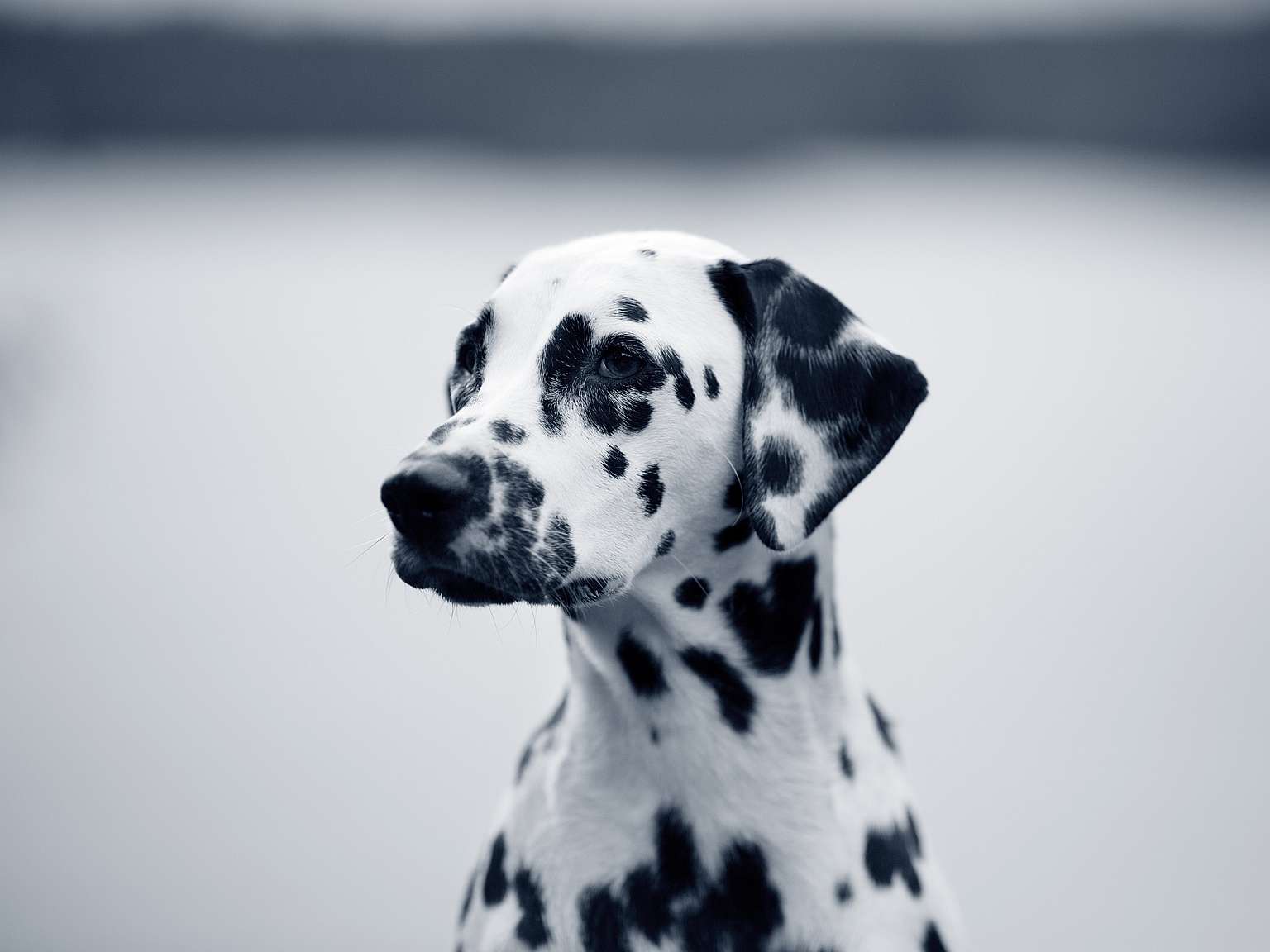 Dalmatien