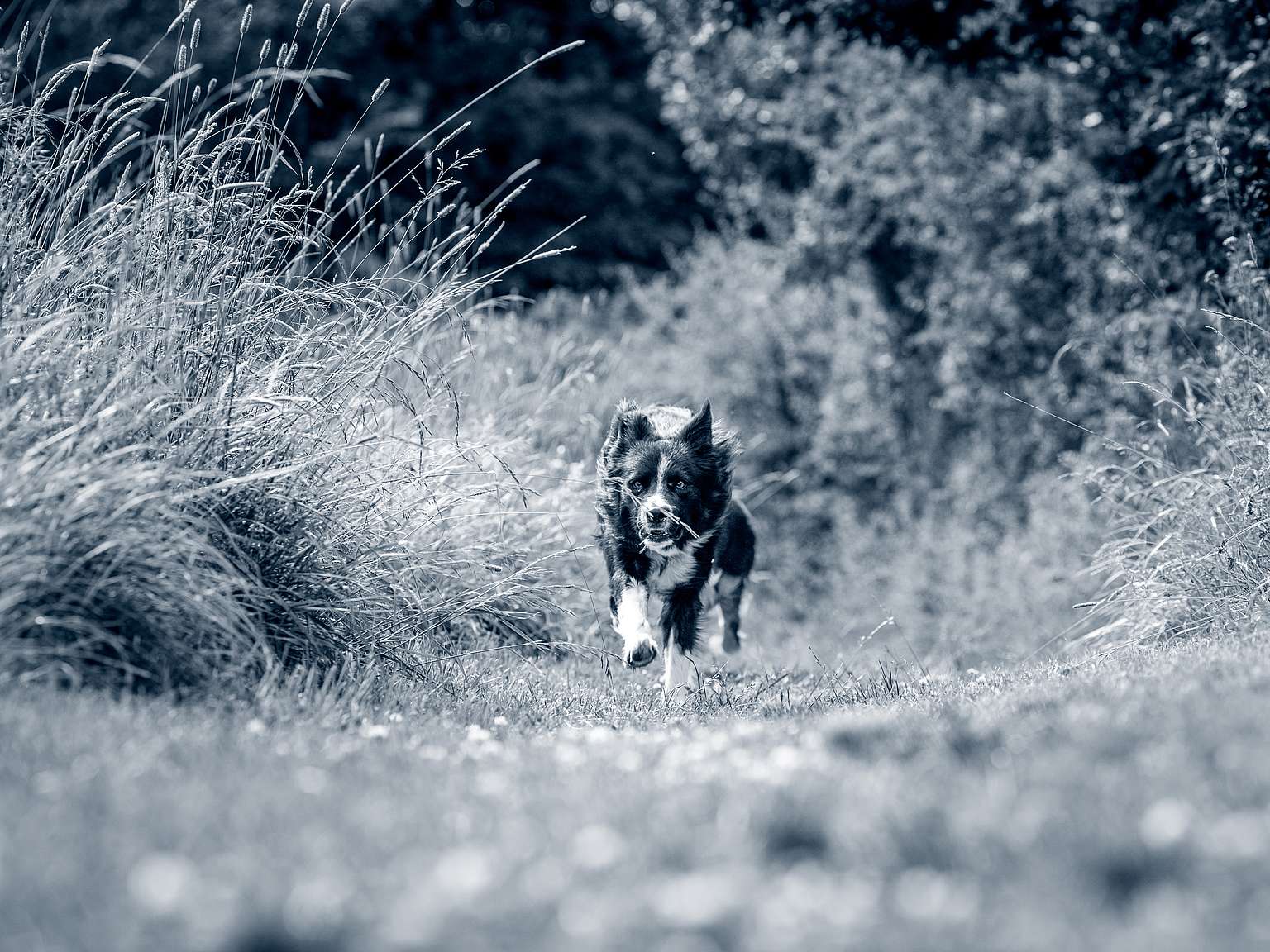Border collie running