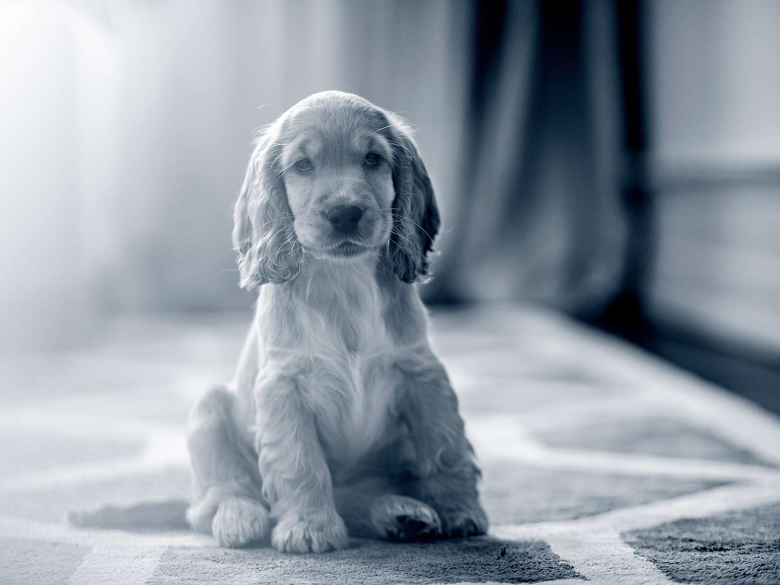 Cocker Spaniel