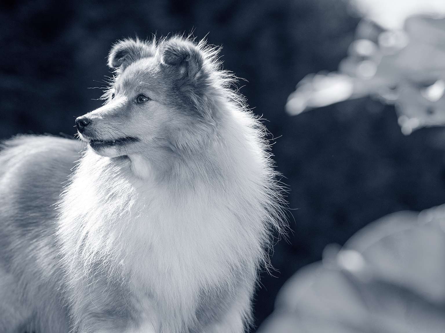 Chien de berger des Shetland