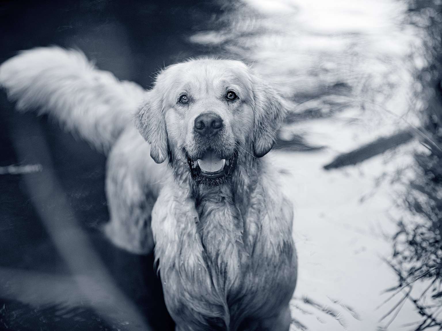 Golden Retriever | Caractéristiques et maladies du chien Golden ...