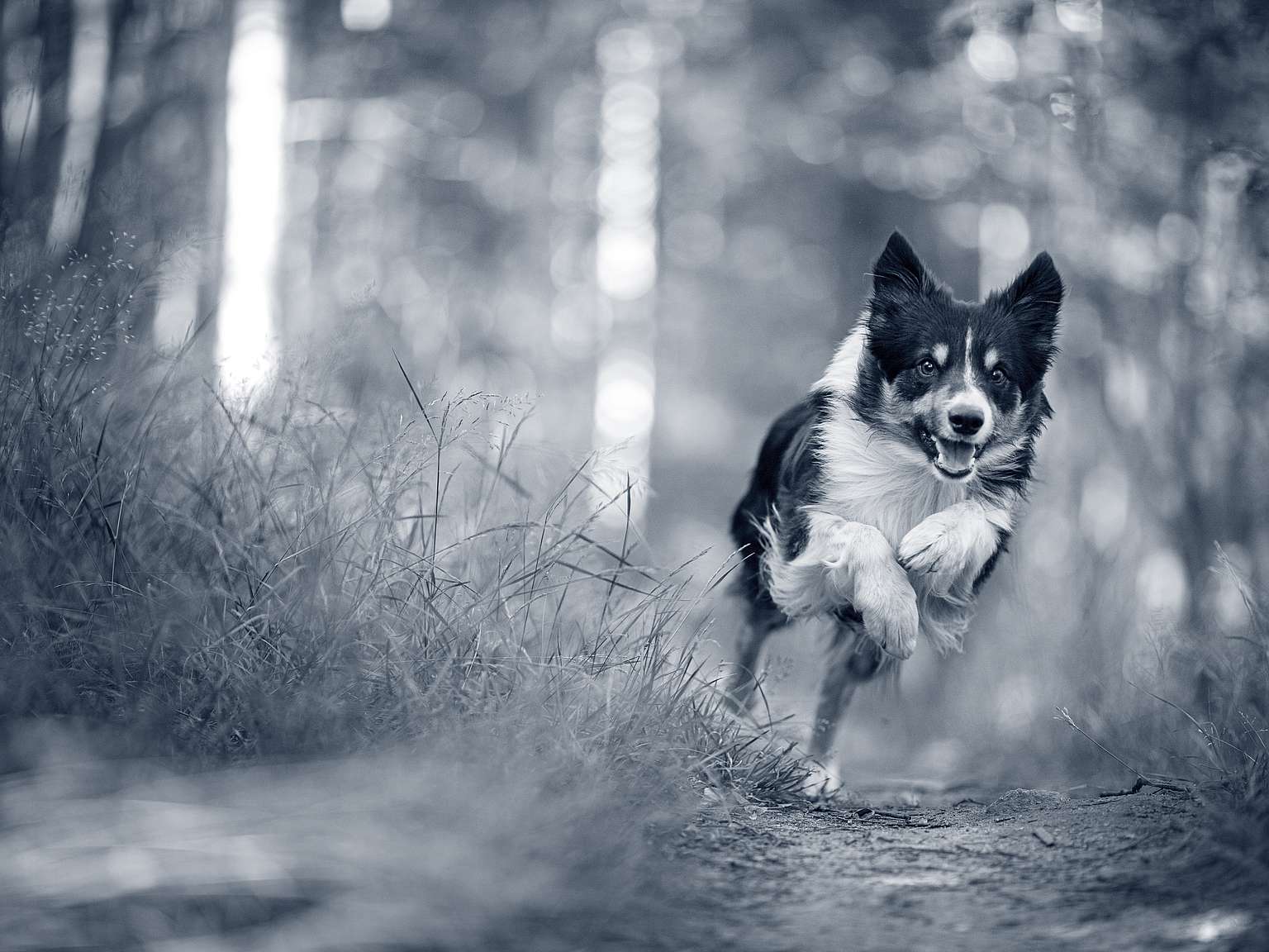 Border Collie