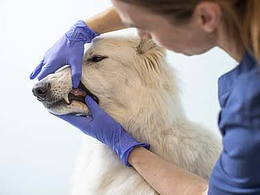 Brossage des dents chez le chien