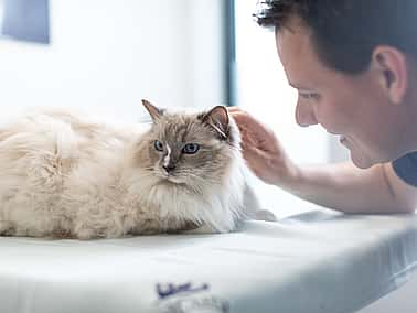 8 faits sur les dents du chat