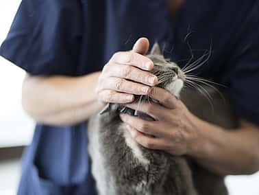 Problème dentaire chez le chat