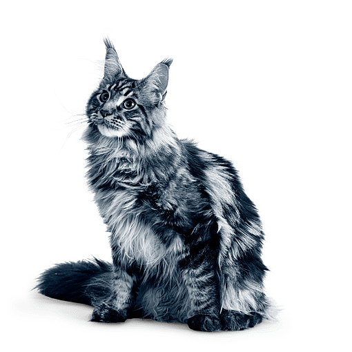 Le CHV AniCura Armonia est labellisé Cat Friendly