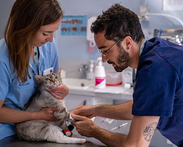 Dr. Vet. Sapet assistant d'imagerie à la clinique AniCura TRIOVet à Rennes