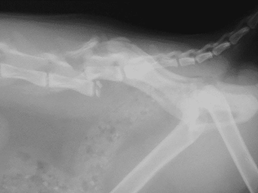 Service de neurologie de la clinique vétérinaire AniCura VET24 à Marcq en Baroeul près de Lille