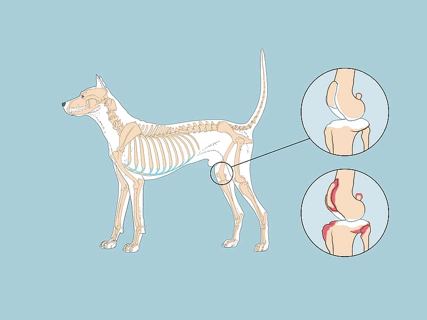 Arthrose chez le chien : causes, symptômes et traitement - Lexmoor