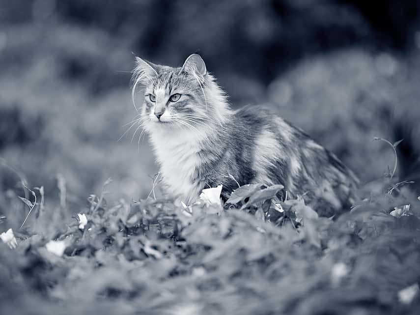 Gastrite chez le chat