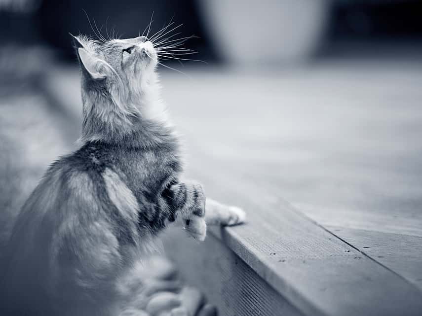 Cat looking at the sky