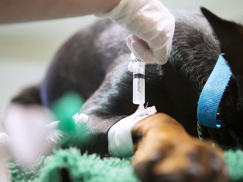Traitement de la douleur chez le chien