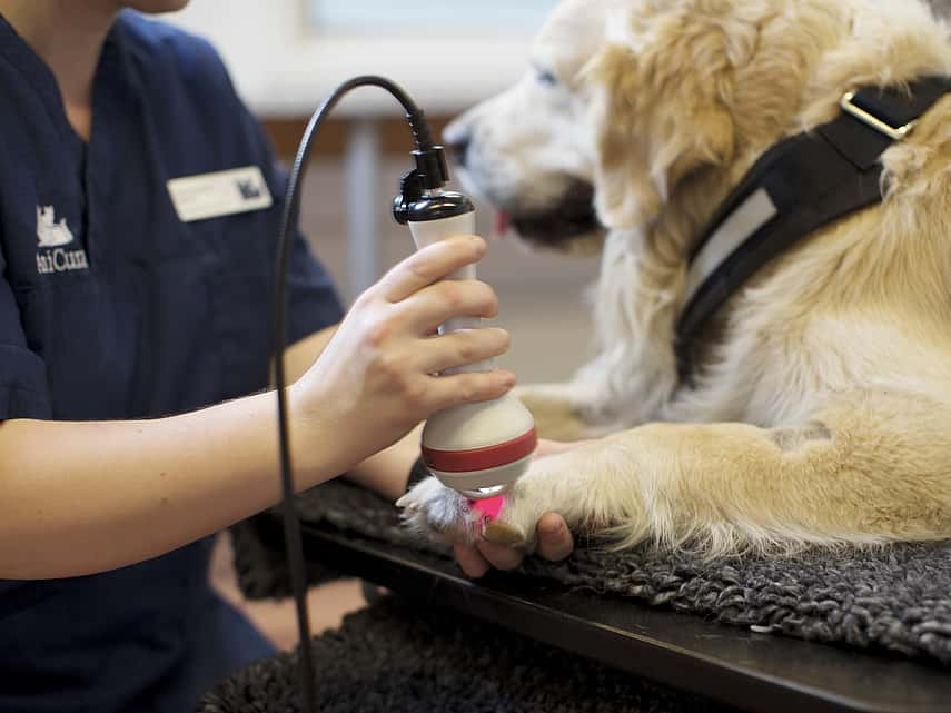 Thérapie laser pour chien