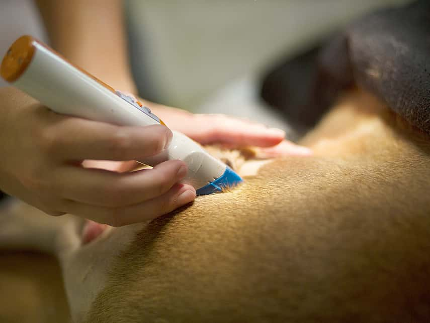 Échographie cardiaque chez le chien