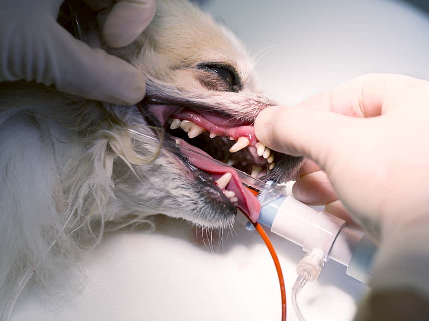 Extraction dentaire chez le chien