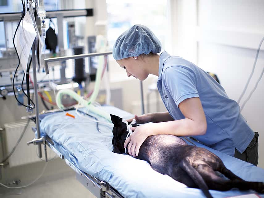 Conseils après une anesthésie ou une sédation chez le chien