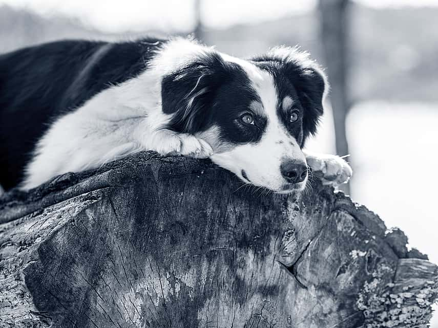 Perte d'appétit chez le chien