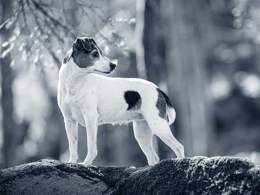 Hernie discale chez le chien