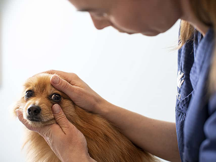 Glaucome chez le chien