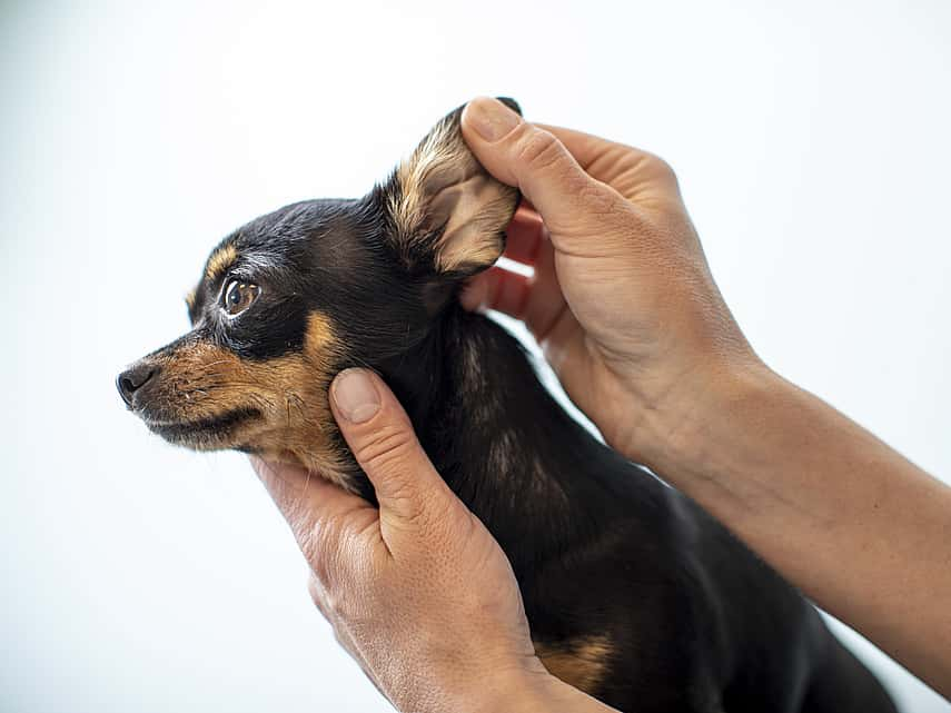 Affections de l’oreille chez le chien