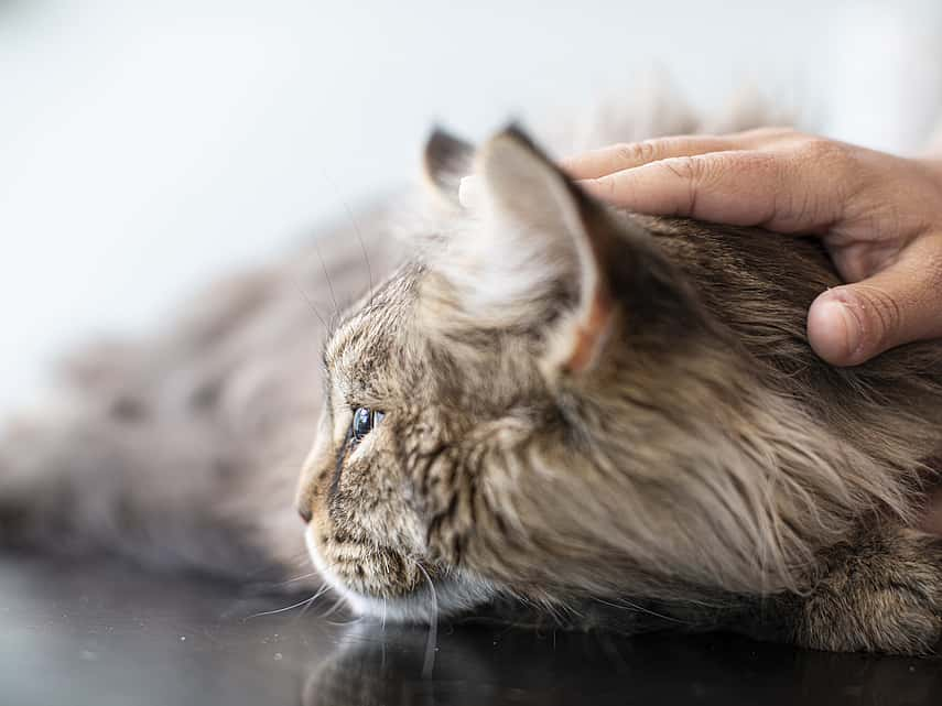 Électrothérapie pour le chat