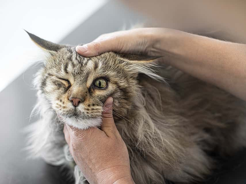 Ulcère de la cornée chez le chat